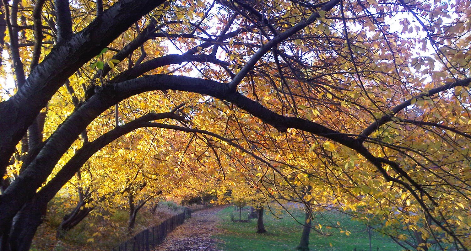 Australian Physio / Therapy Experts - Central Park in the Fall